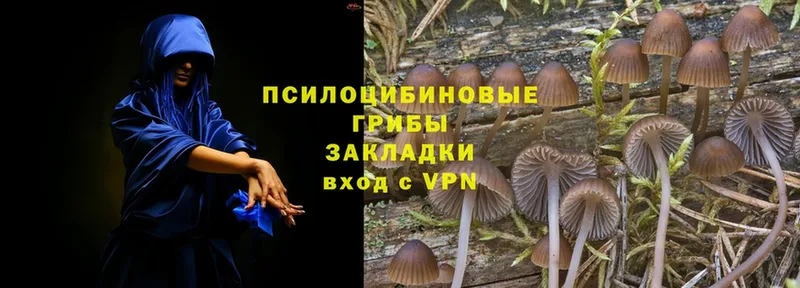 купить наркотик  Лакинск  Галлюциногенные грибы Psilocybe 